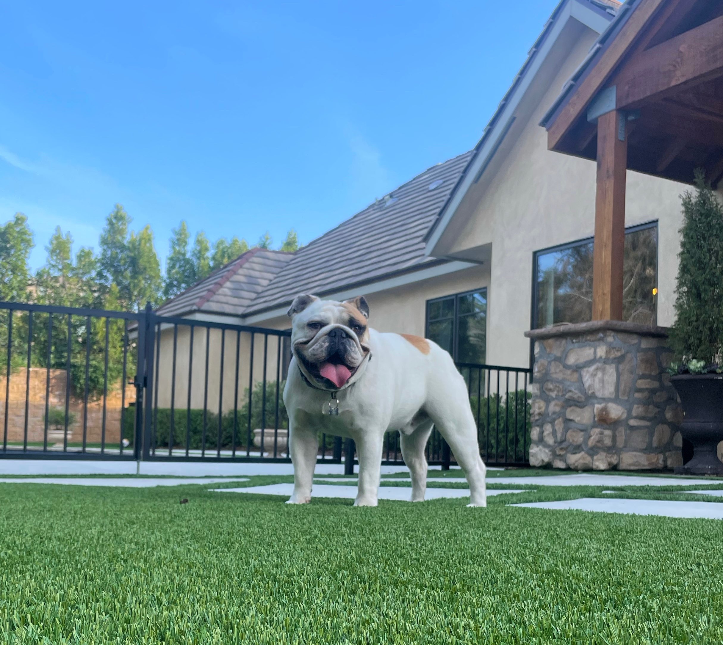 3 AKC Champion Bloodline Sired Registered English Bulldog Platinum Puppies for sale!!!!