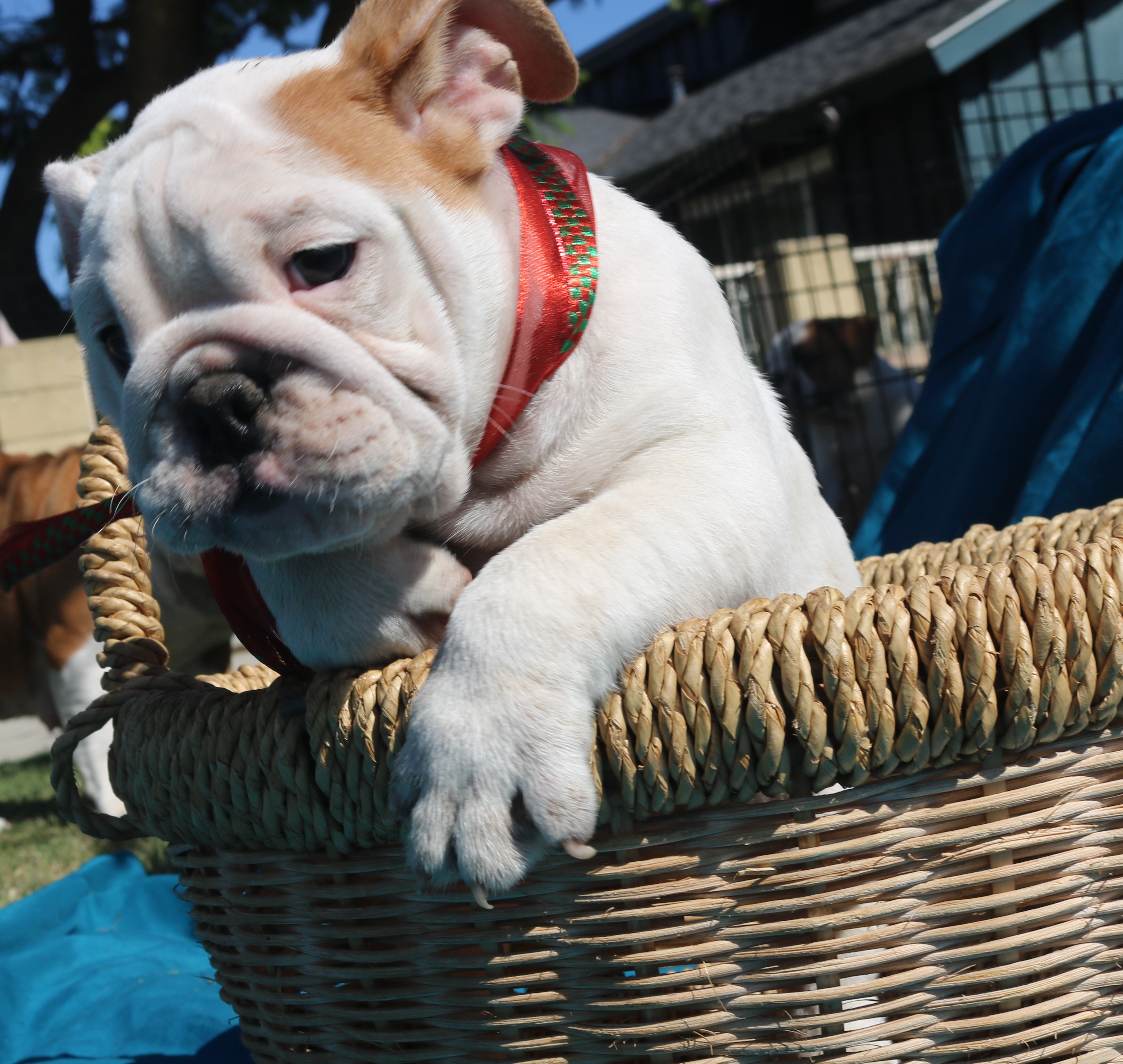 3 AKC Champion Bloodline Sired Registered English Bulldog Platinum Puppies for sale!!!!