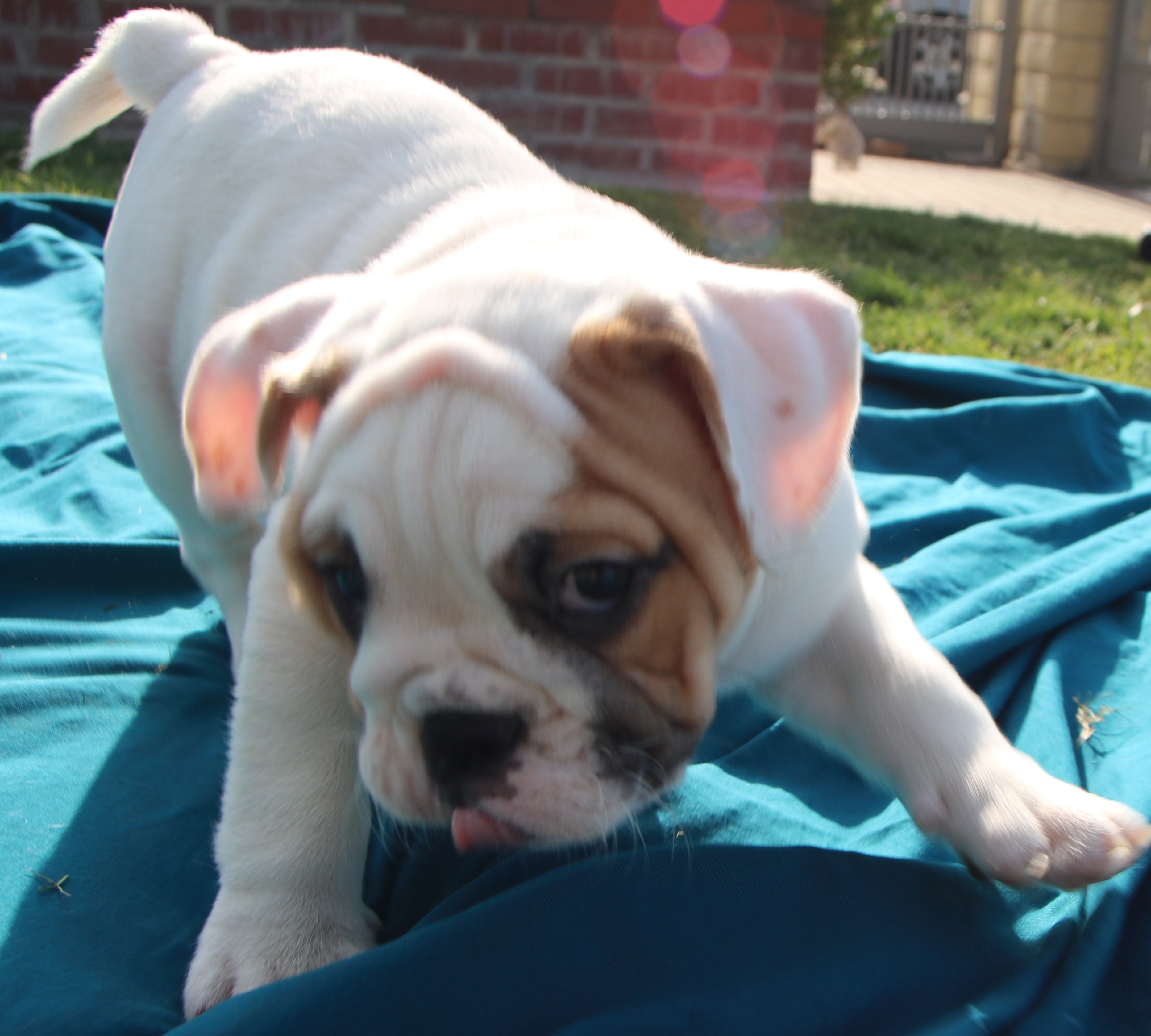 3 AKC Champion Bloodline Sired Registered English Bulldog Platinum Puppies for sale!!!!