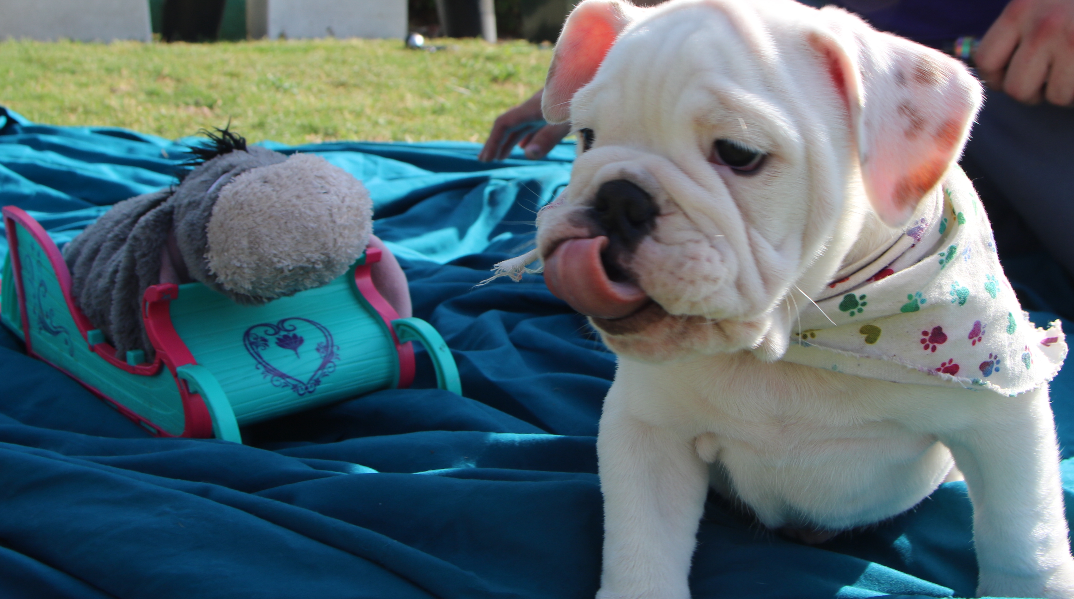 AKC Champion Bloodline Sired Registered 