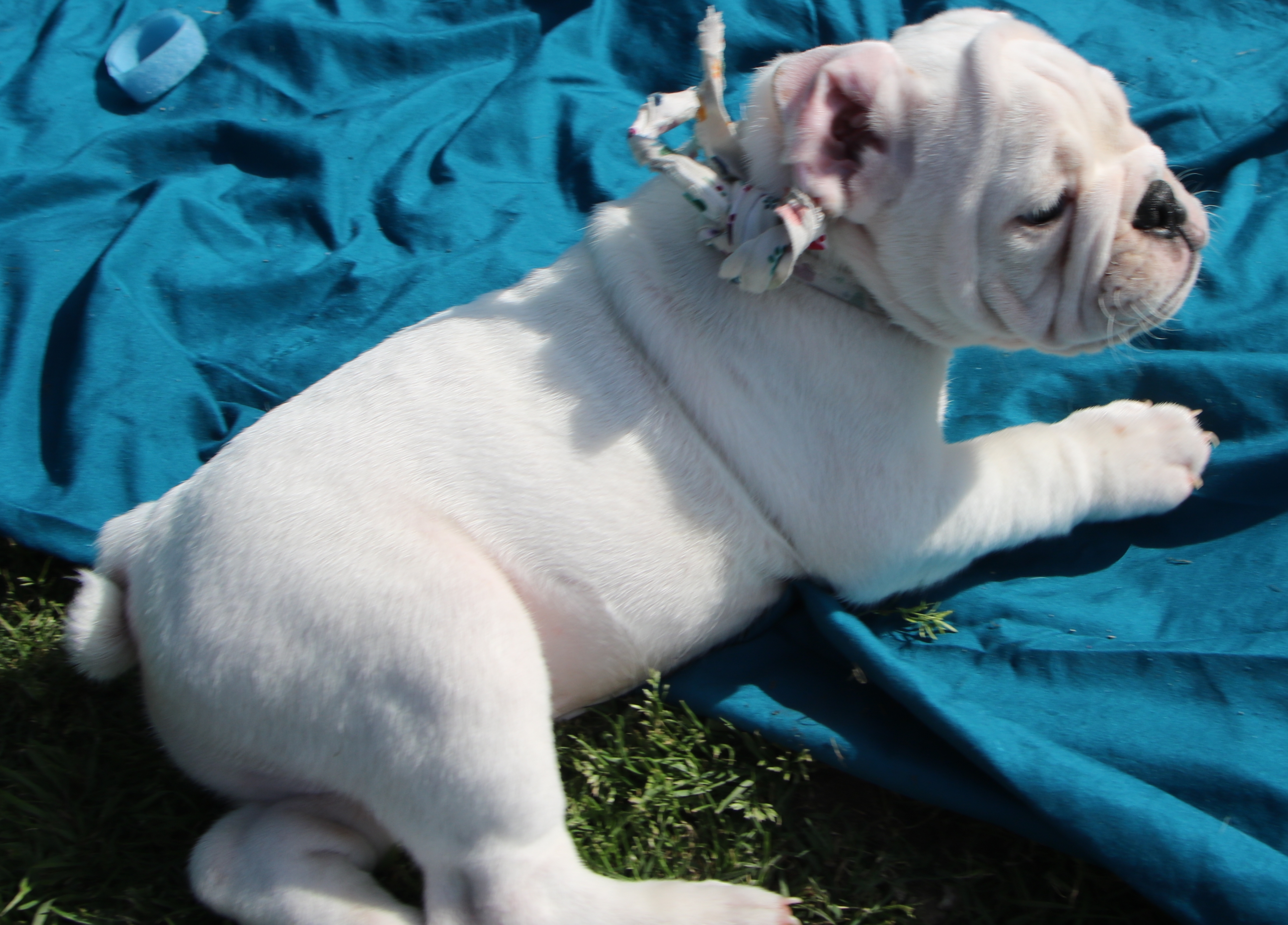 AKC Champion Bloodline Sired Registered "True" Platinum English Bulldog Puppy for Sale!!!