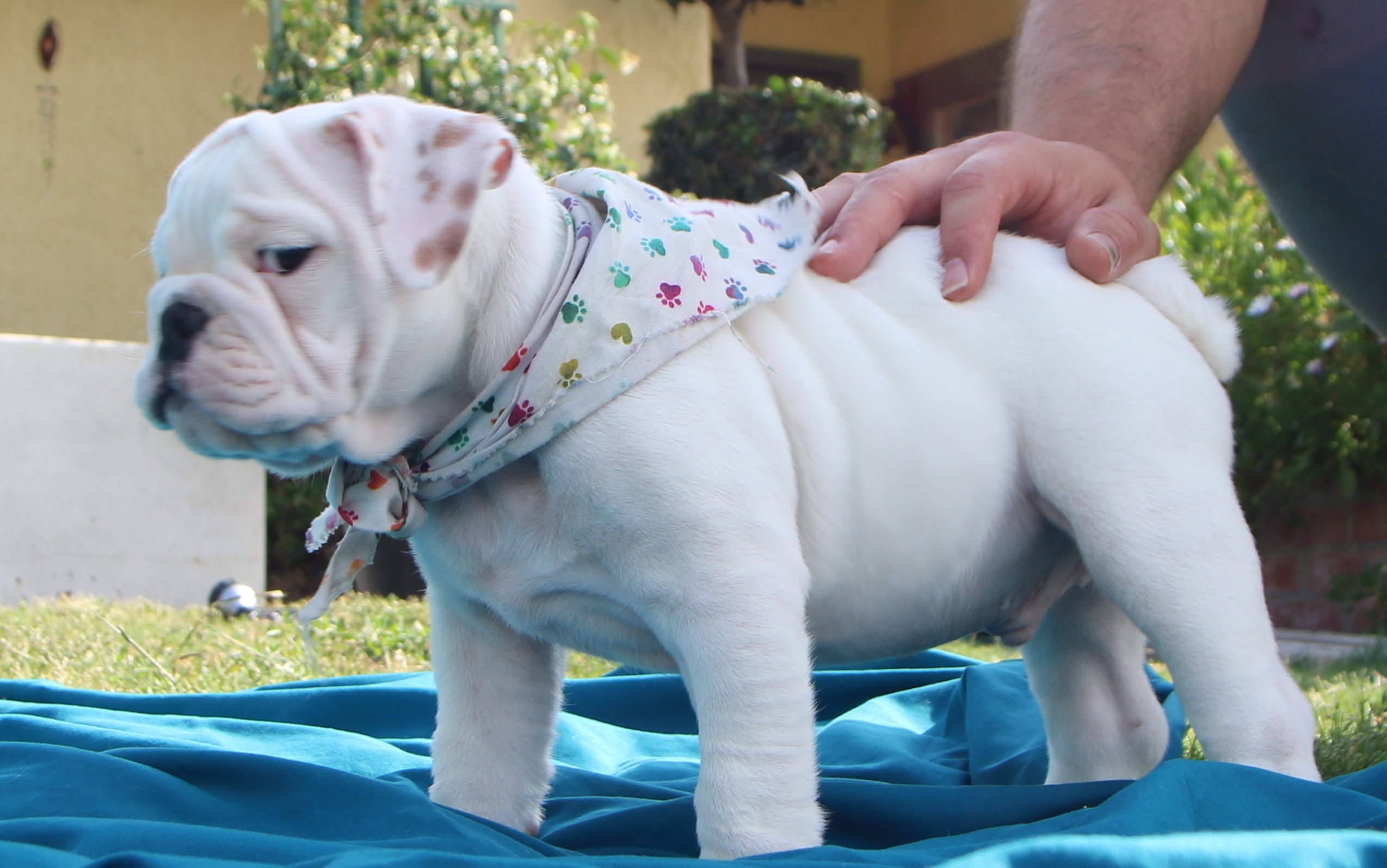 AKC Champion Bloodline Sired Registered "True" Platinum English Bulldog Puppy for Sale!!!