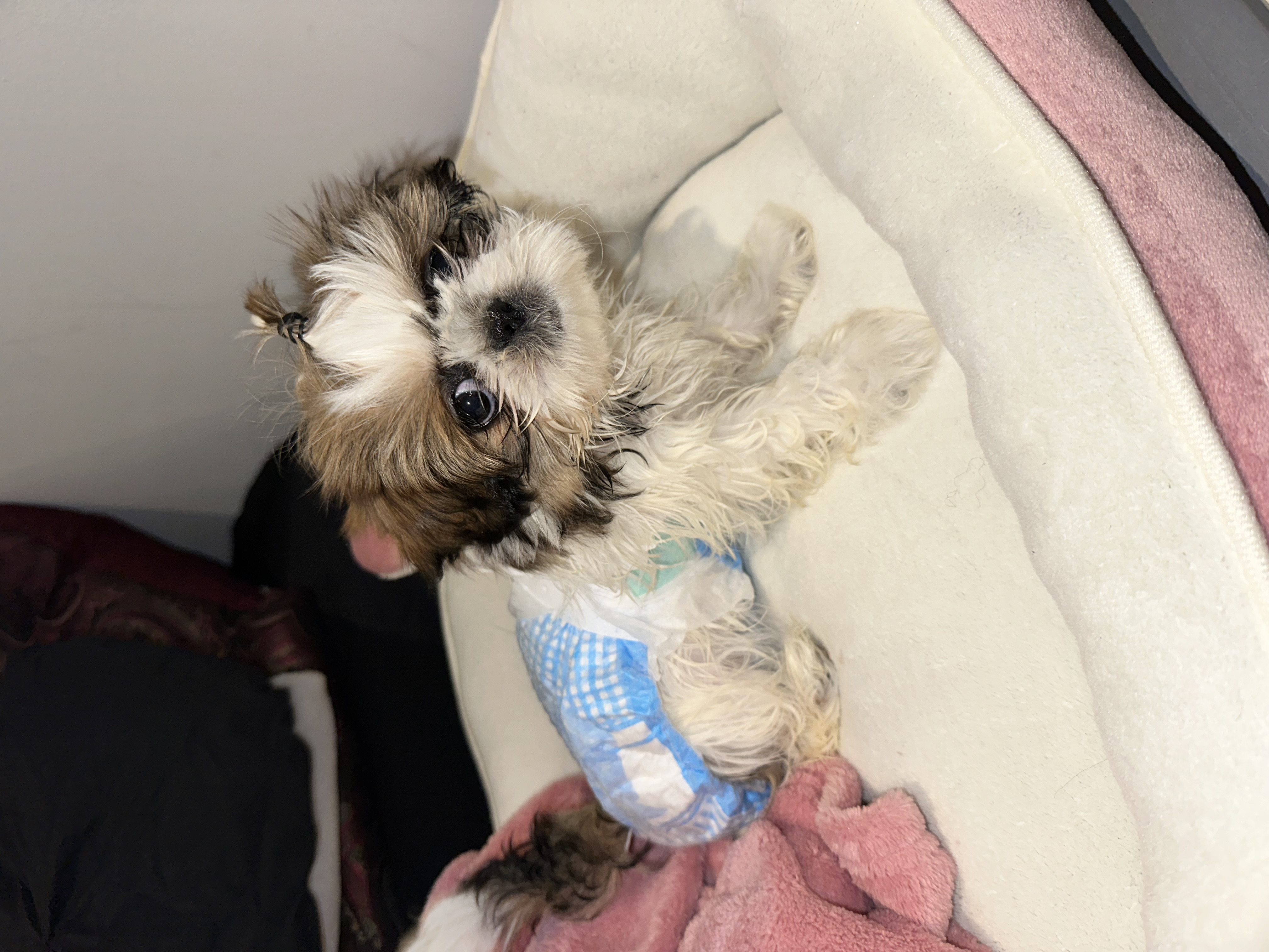 4 Month Old Shih Tzu For Sale (Fully Vaccinated)