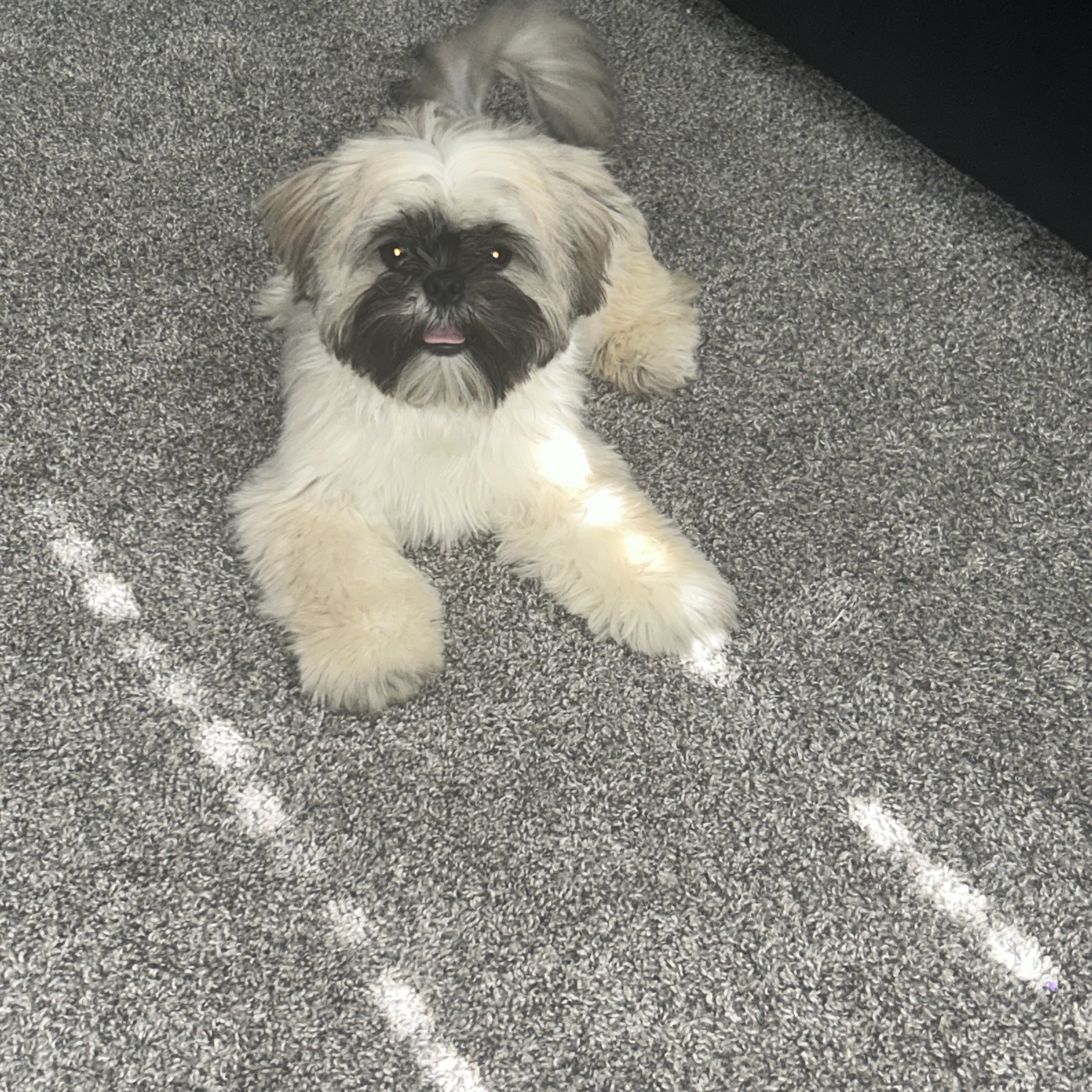 7 month Shih Tzu