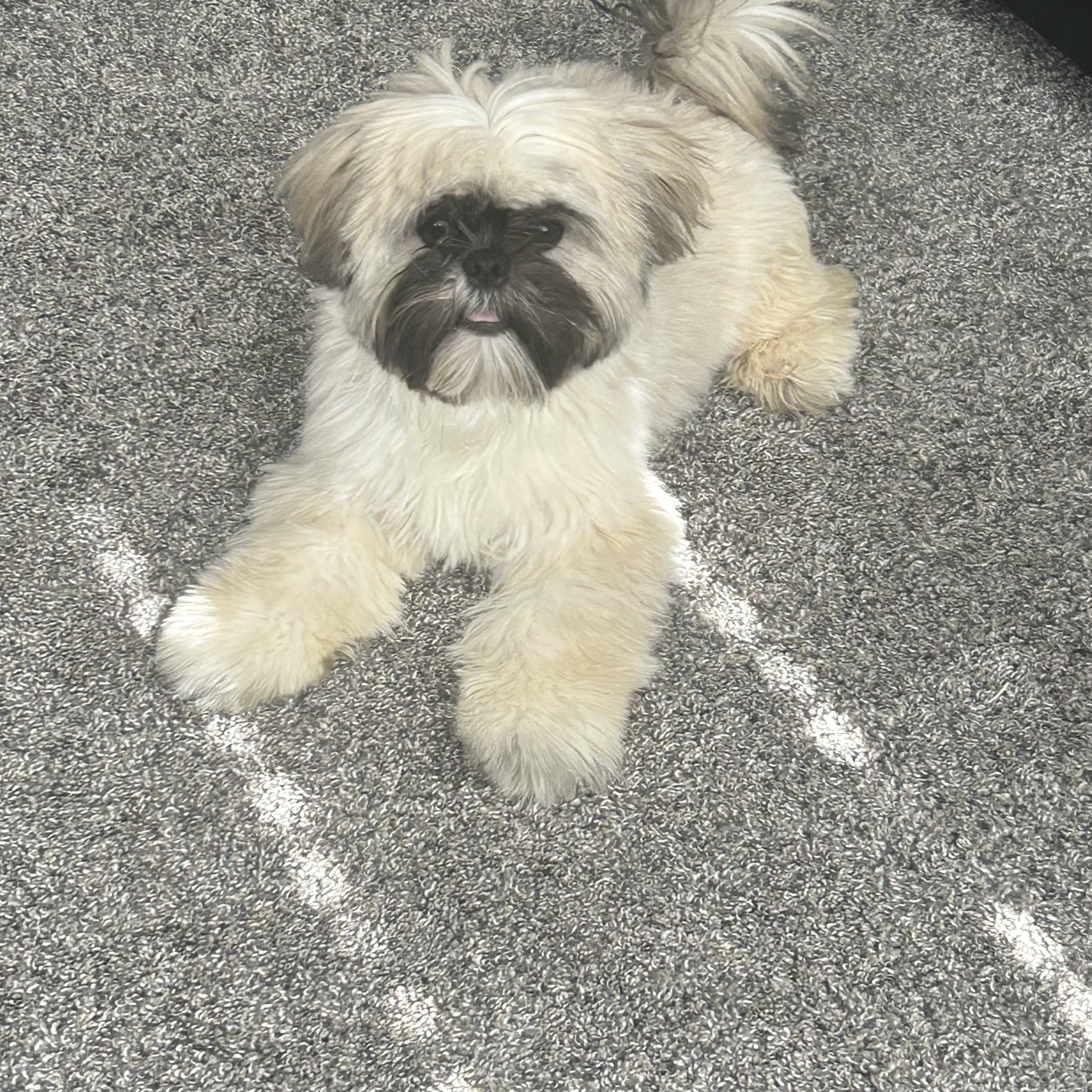 7 month Shih Tzu