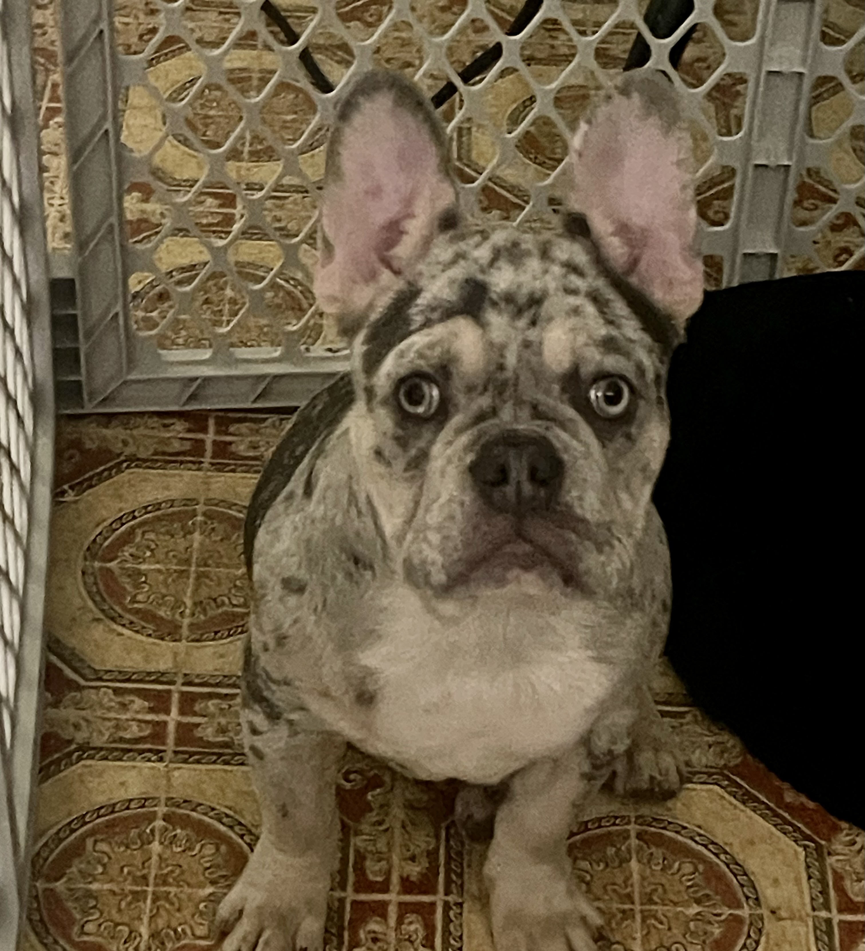 AKC Frenchie