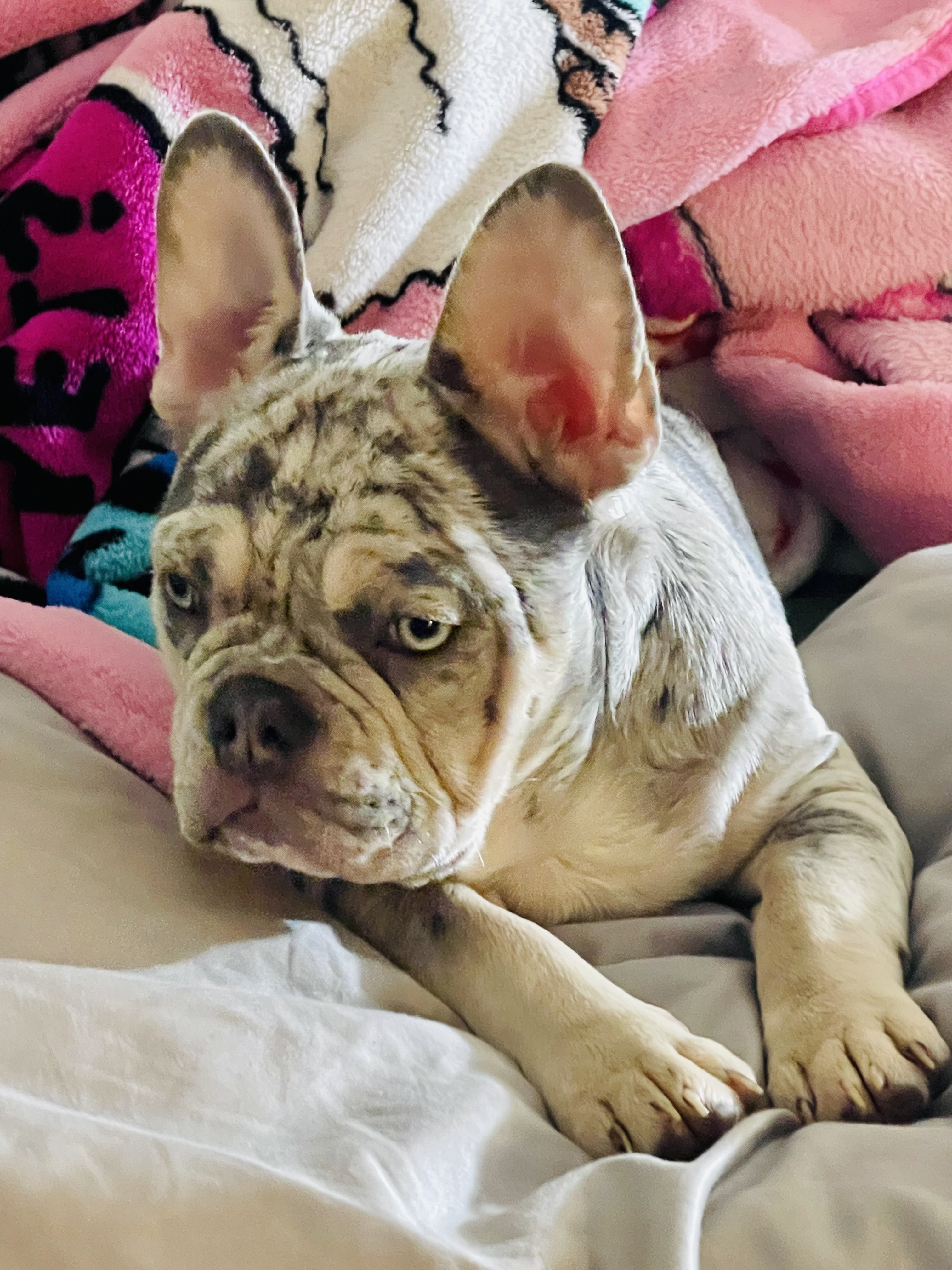 AKC Frenchie