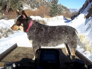 Australian Cattledogs  (Queensland Heelers)