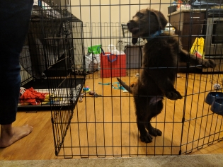Labradoodle Puppy (9 weeks)