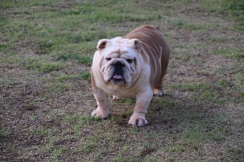 CHELSEY - THE PURE ENLGISH BULLDOG GIRL